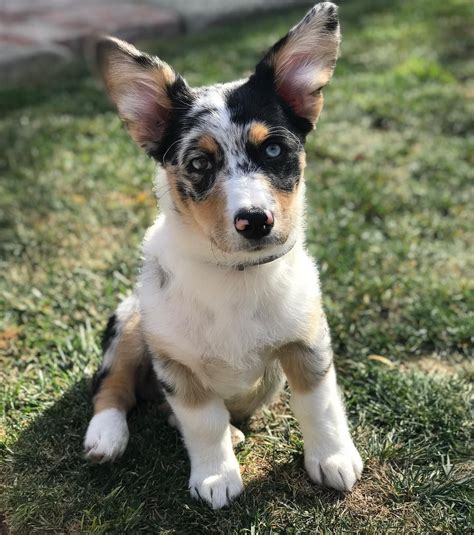 Corgi puppies for adoption weigh about 8 pounds when they are eight years old, they grow quickly & gain weight about a pound a week, and are fully grown by the time they are 6 to 7 months of age. . Corgi puppies for adoption in texas
